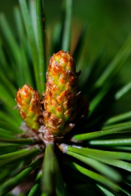 Pinus rotundata 'Xenie' - borovice zaoblená - čarověník - svíce